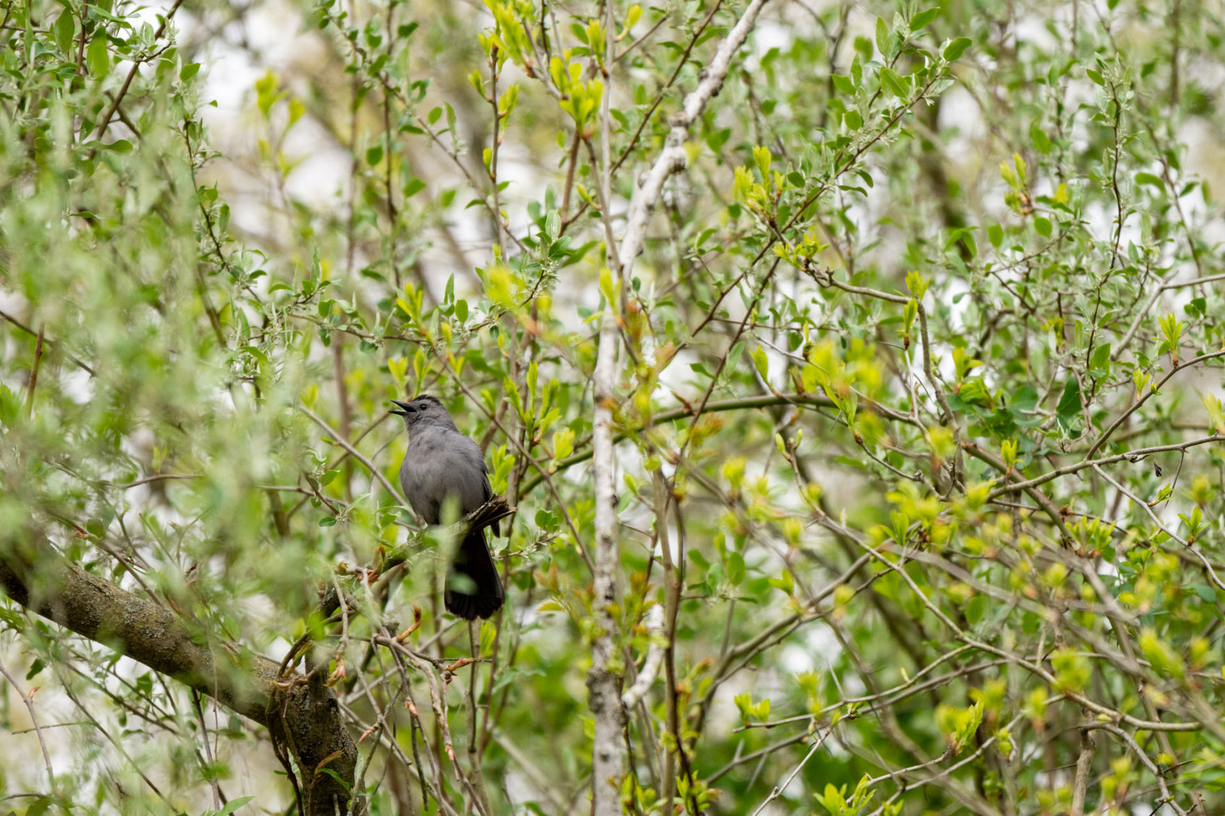 OUTDOOR BIRDING PICS 3
